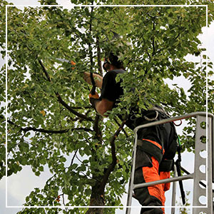 Tree Services